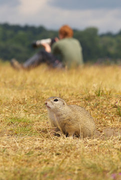 Ground Squirrel with Photographer on Background