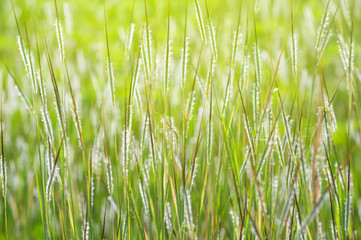 green nature background