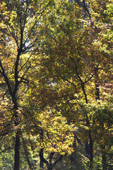 Autumn trees in woods