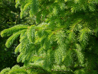 Growing fir-tree.