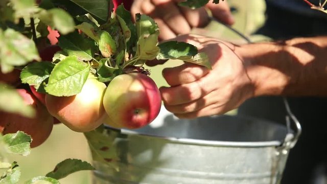 Hand picking apples from the tree