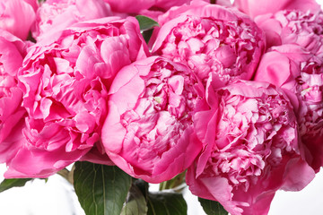 fresh bright blooming peonies flowers on white background.  and pink bud