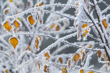 frozen tree with yellow leaves - winter background