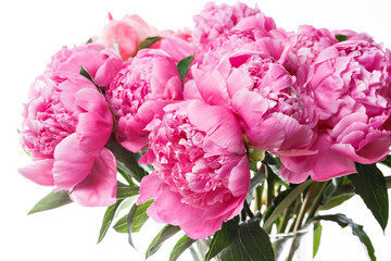 fresh bright blooming peonies flowers on white background. and pink bud