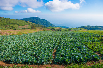 Cabbage planted on garden in hill