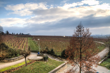 Fototapeta na wymiar Autumn landscape with the vineyards of Hochheim in Germany 