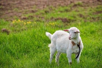 young goat on a grass background