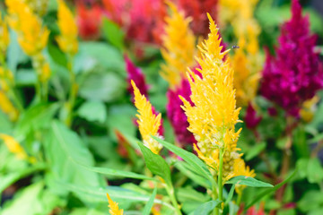 Celosia argentea plant in the garden