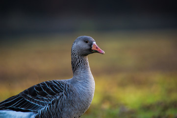 Diese Gans schaut in die Kamera