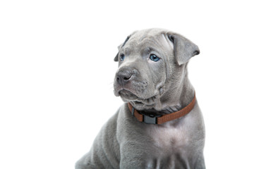 Thai ridgeback puppy isolated on white