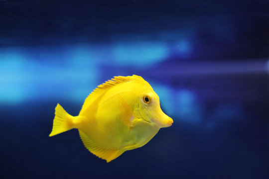 yellow fish swims in the blue water of the aquarium
