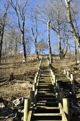 丹沢山への木道