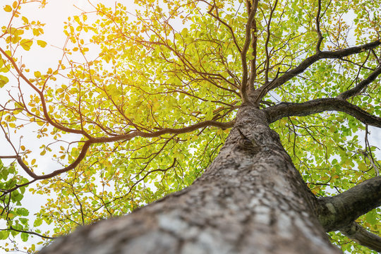 Fototapeta Up looking on big tree with green leaf and soft sunlight