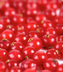 Studio soht of redcurrants - close-up