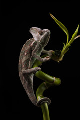 Kameleon © lucek616
