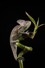 Kameleon © lucek616