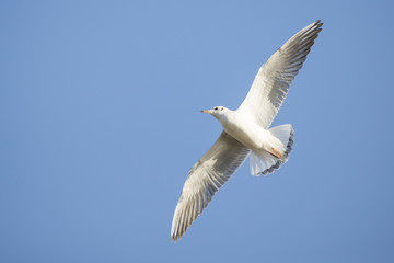 A black headed gull flying in the blue sky.
