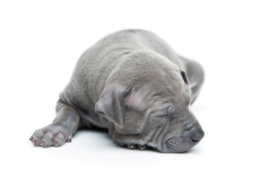 Thai ridgeback puppy isolated on white