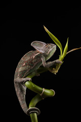 Kameleon © lucek616
