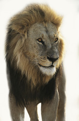 Lion standing and looking away over white background