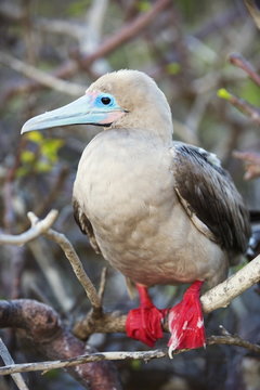 Red footed booby (sula sula), Isla Genovesa, Galapagos Islands, Ecuador