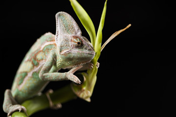 Kameleon © lucek616