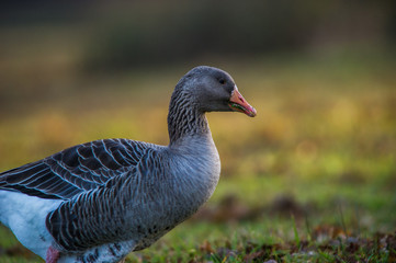 Portrait Aufnahme einer Gans