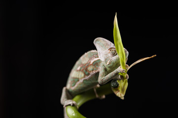 Kameleon © lucek616