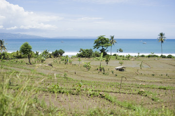 Fototapeta na wymiar Rice field in Java, indonesia