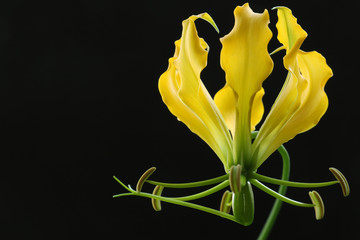 yellow gloriosa flower on black background