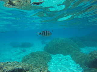 Fototapeta na wymiar poissons de lagon - bora bora.