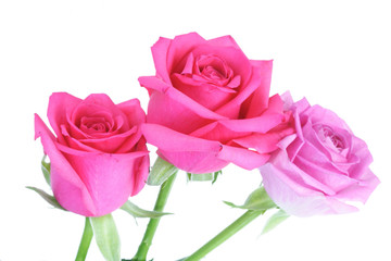 Close-up of pink rose on white background