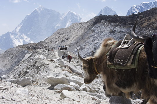 Yak on a trail, Solu Khumbu Everest Region, Sagarmatha National Park, Himalayas, Nepal