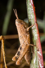 Grasshopper on nature leaves as background