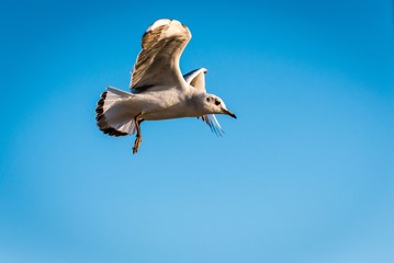 Möwe im Landeanflug
