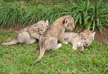 Fototapeta premium Three Lion Babies playing in a Park, South Africa 