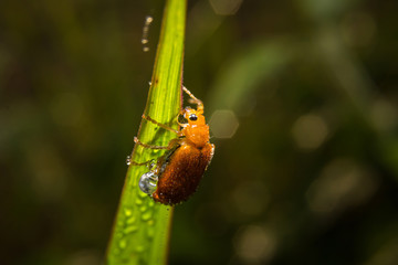 Bug macro ,on a green leaf as background
