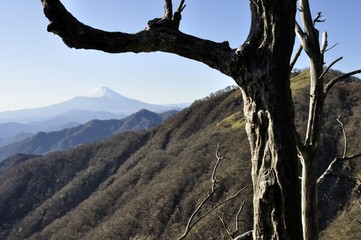 枯れ木と富士山と不動ノ峰