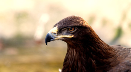 Brown eagle