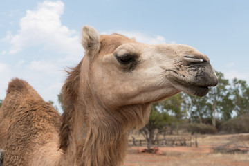 Camel up close profile