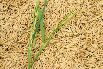 food,background,nature