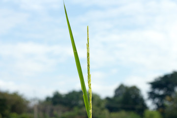 nature,farm,food