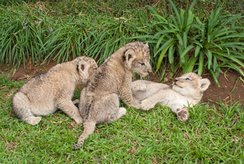 Three Lion Babies playing in a Park, South Africa 