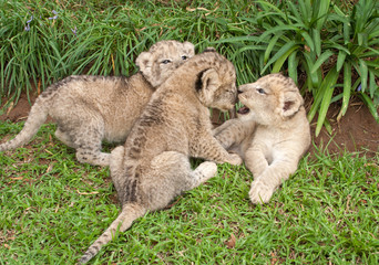 Three Lion Babies playing in a Park, South Africa 