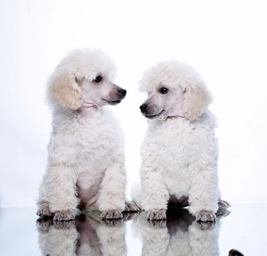 White Poodle Puppy