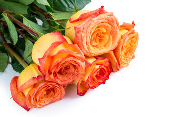roses as a gift for your favorite woman on a white background cl