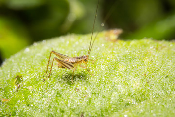 Cricket on nature leaves as background