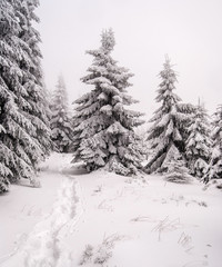 snow covered hiking trail with steps and trees around in Beskids mountains