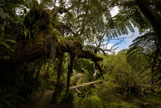 Fototapeta Boardwalk in the primary forest