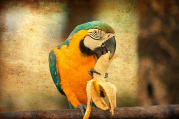 Parrot eating a banana